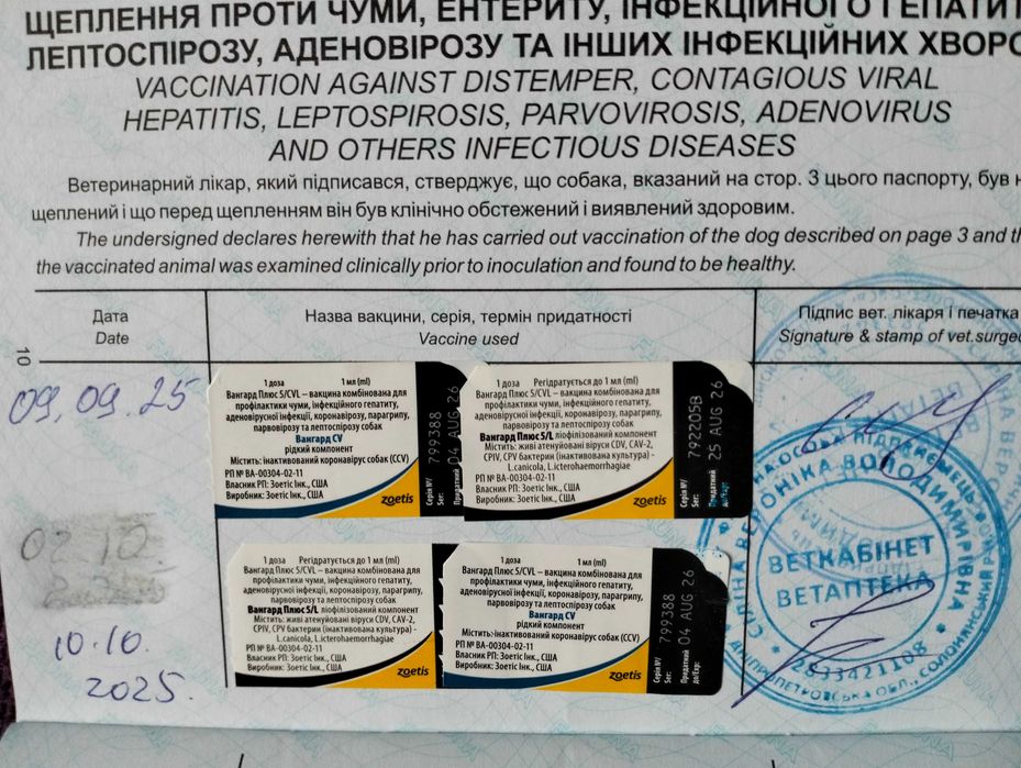 Цуценята мініатюрної такси