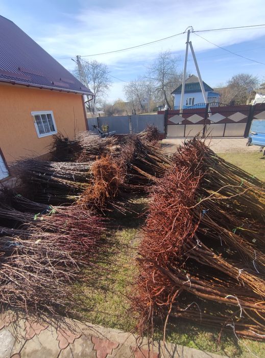 Саджанці,плодових та декоративних дерев та кущів