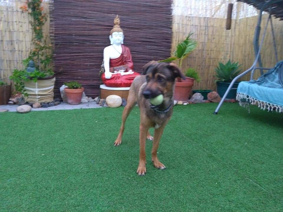 Pedido de adoção de cãozinho
