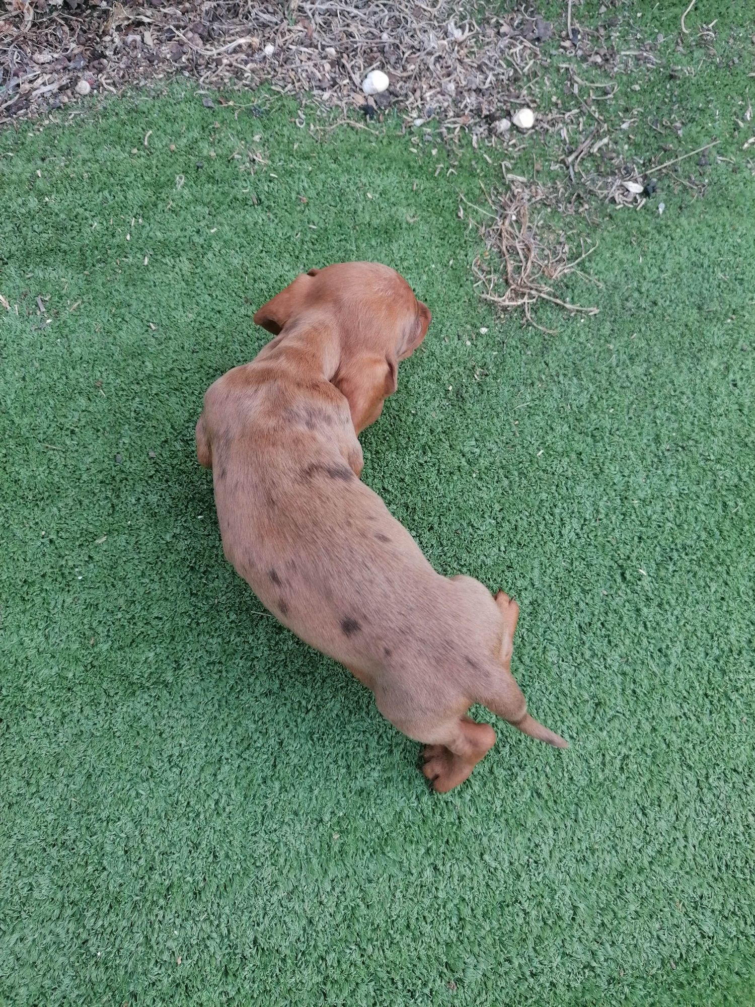 Teckel castanho arlequim pelo curto