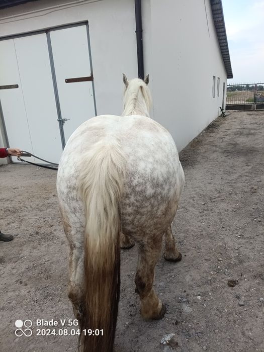 Klacz 7 lat że zrebakiem