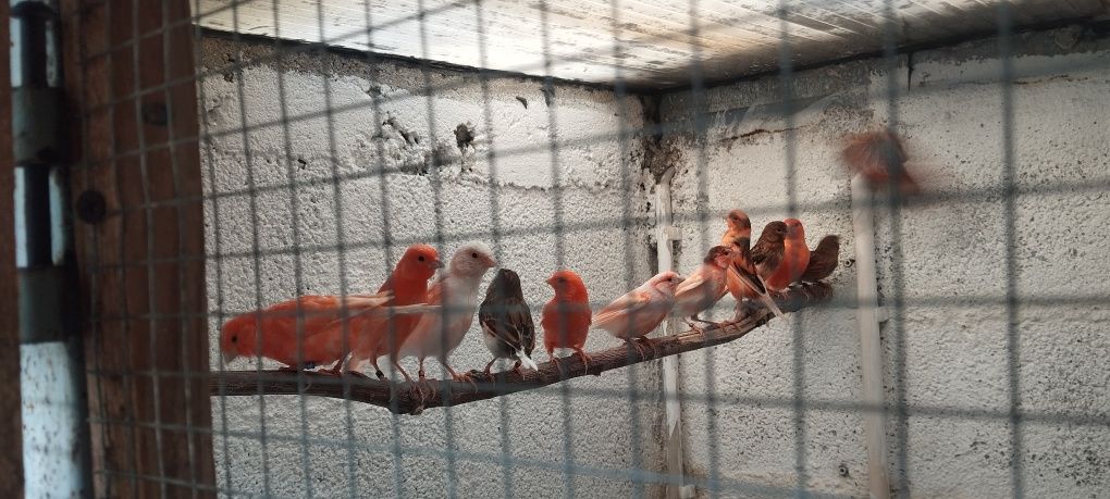 Canarios de qualidade