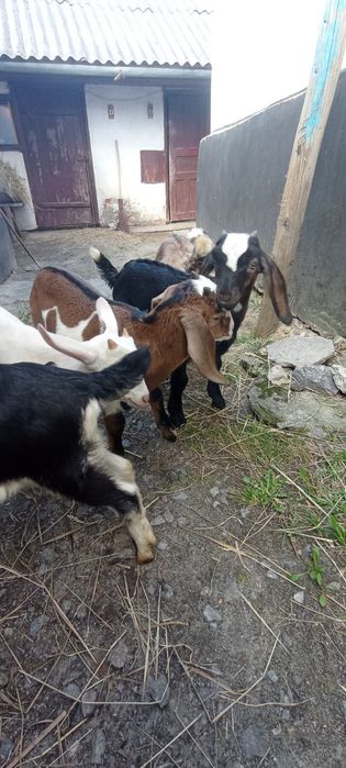 Продам Англо нубійських і Зааненських козенят