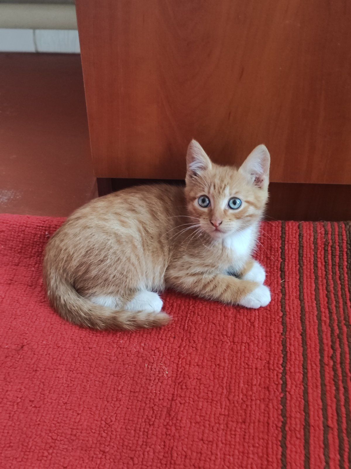 Рыже-белый котёнок мальчик ищет дом! Котята! Отдам в хорошие руки!
