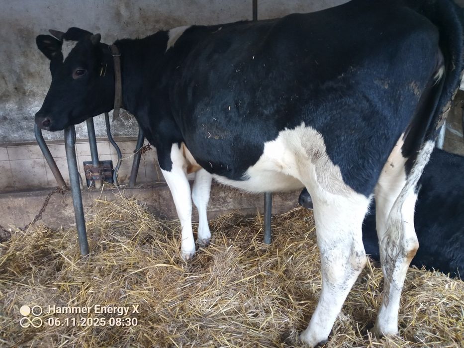 Jałówka i krowa wysokocielne