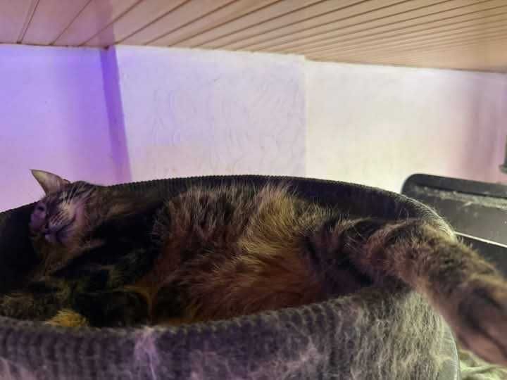 Tak bardzo pragnie człowieka! KOT KOCUR KOCUREK do adopcji