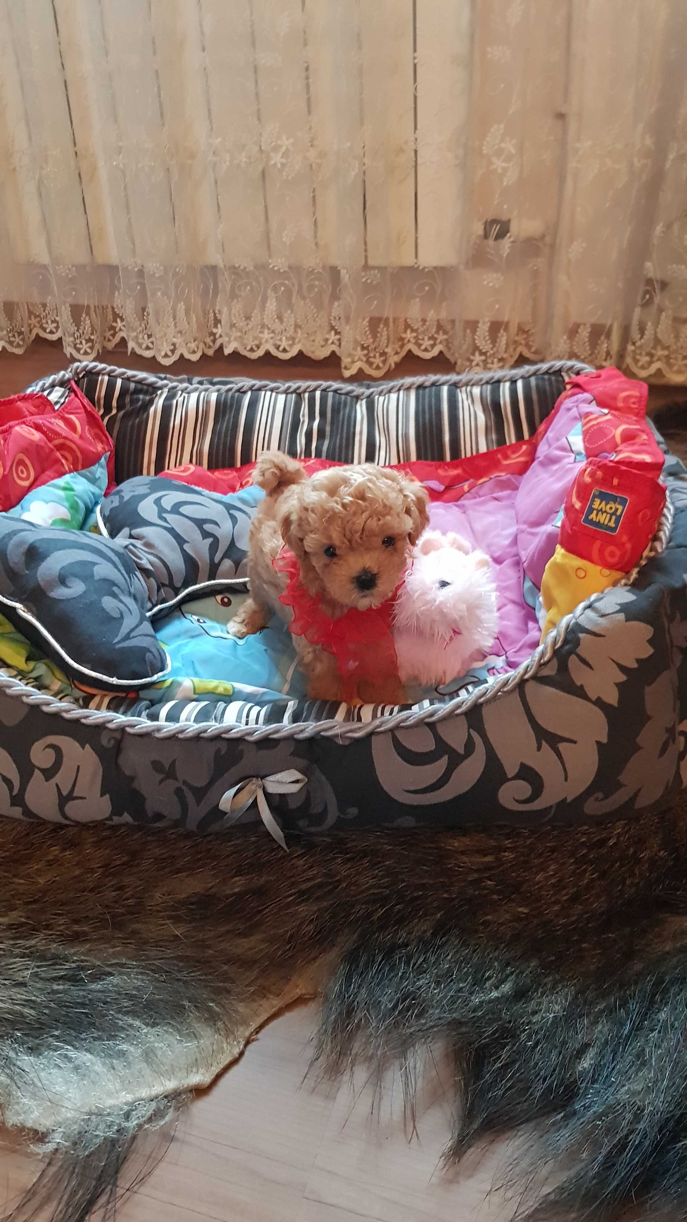 Maltipoo cudowny miniaturowy śliczny morelowy słodziak