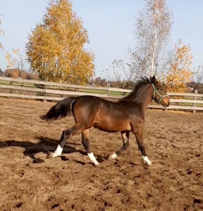 Klacz śląska gniada 9 miesięcy