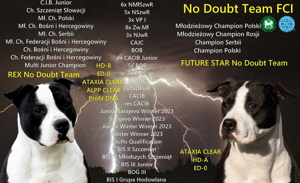 Amstaff American Staffordshire Terrier ZKWP/FCI piesek po championach