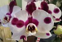 Сортова орхідея Сантандер
