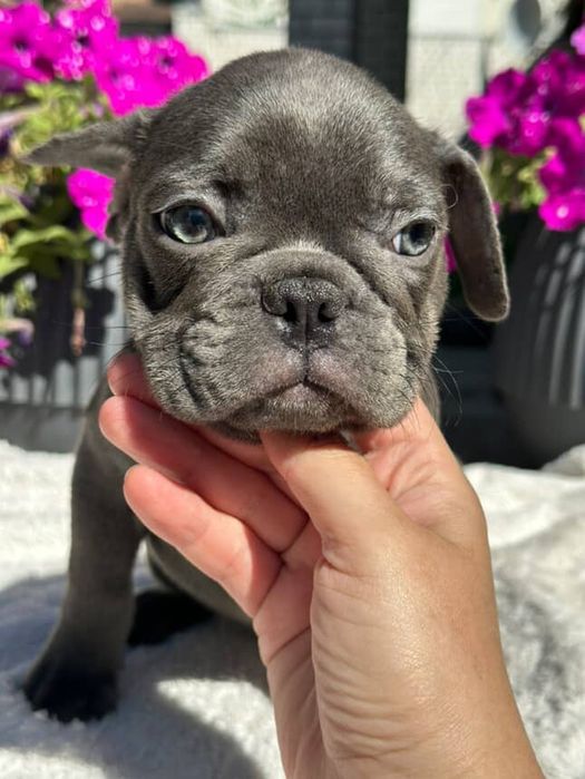 Щенки французского бульдога