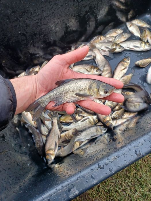 Karp narybek/kroczek  . Amur ,Lin ,Węgorz.