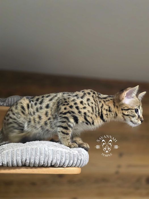 Mavi, Wyjątkowa Savannah. Jedyna F2 w Polsce