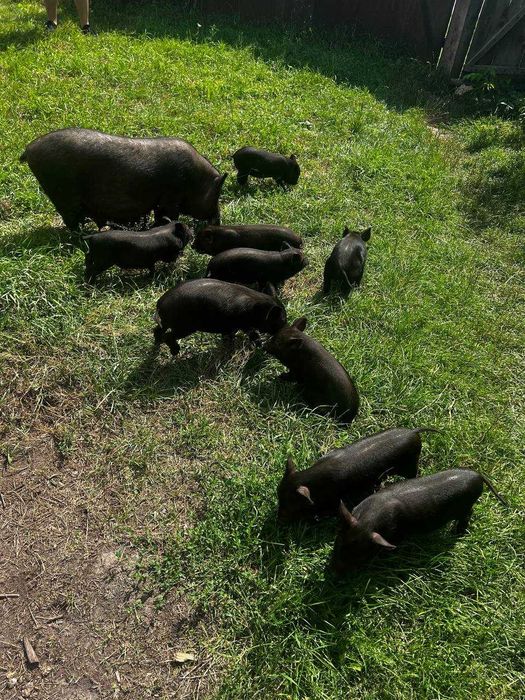 В'єтнамскі свині