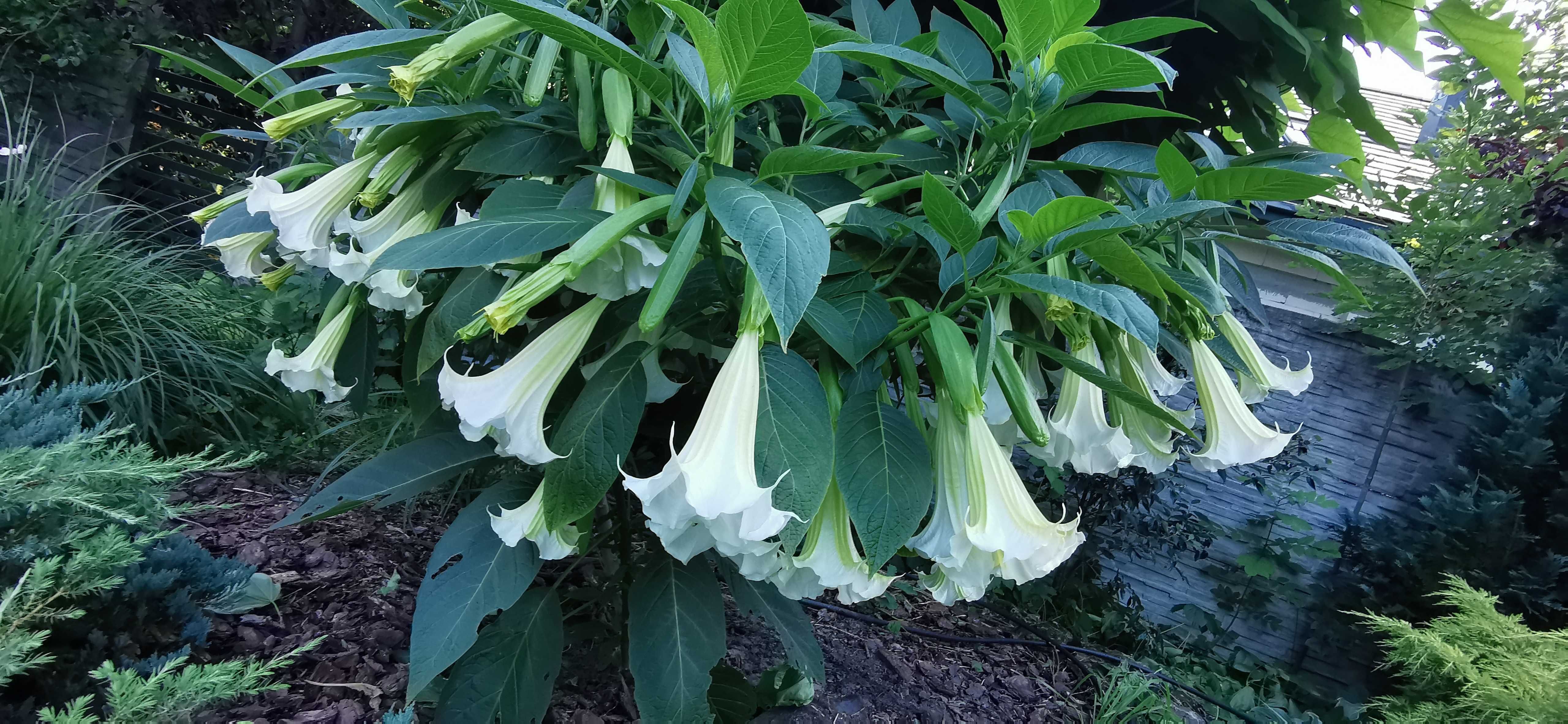 Brugmansja biała pojedyńcza duża GIGANT datura