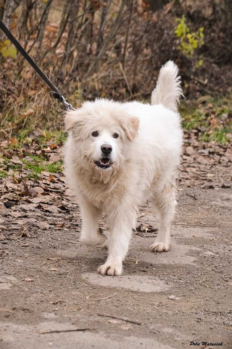 Śliczny Lolek-Baca pilnie szuka domu  ! !