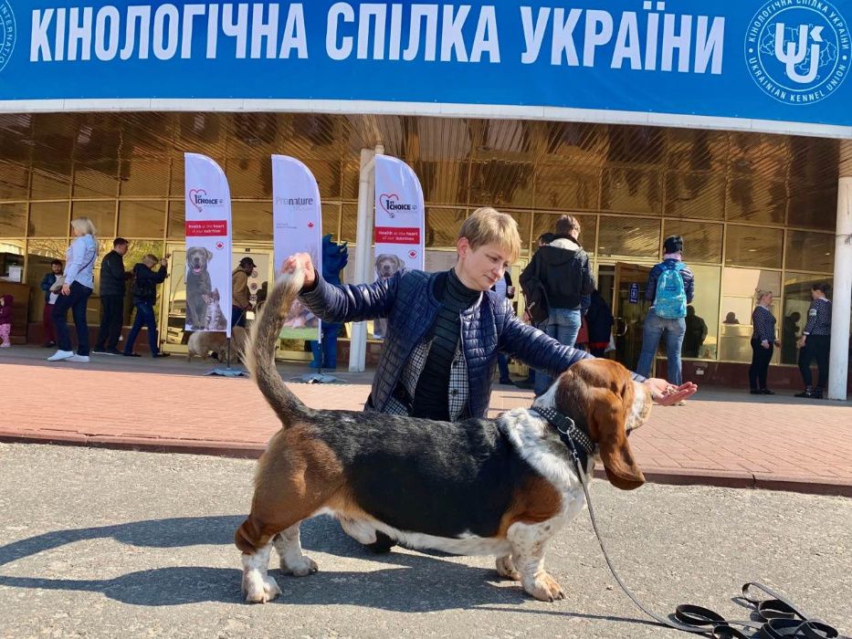 Дрессировка собак. Дресс.Зал на Оболони. Кинолог-инструктор КСУ. Киев.