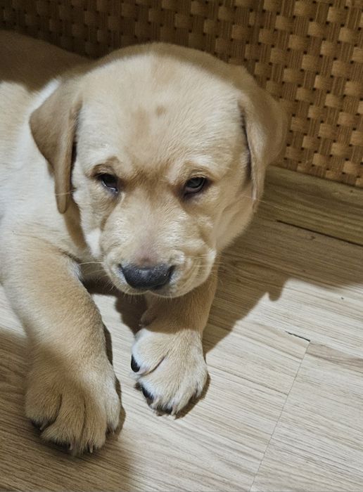 Продаются щенки лабрадора палевого окраса!