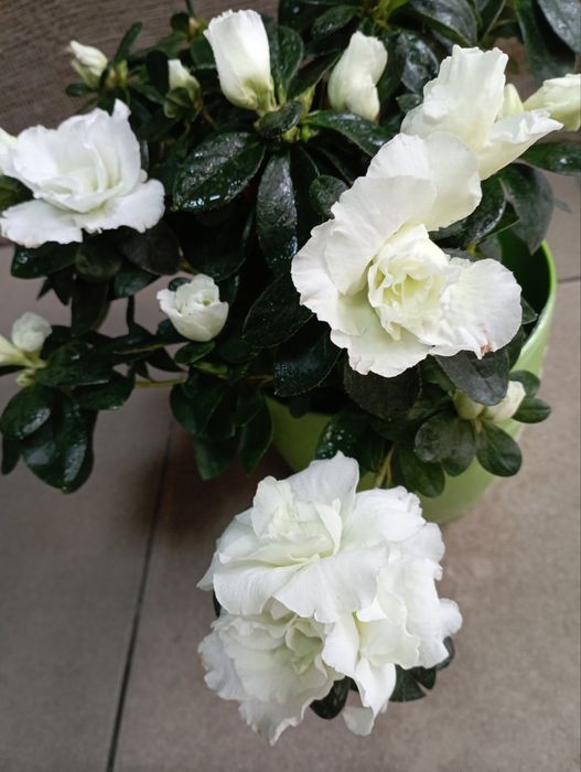 Кімнатні рослини,квіти.Азалія.Послуги: Пересадка Догляд