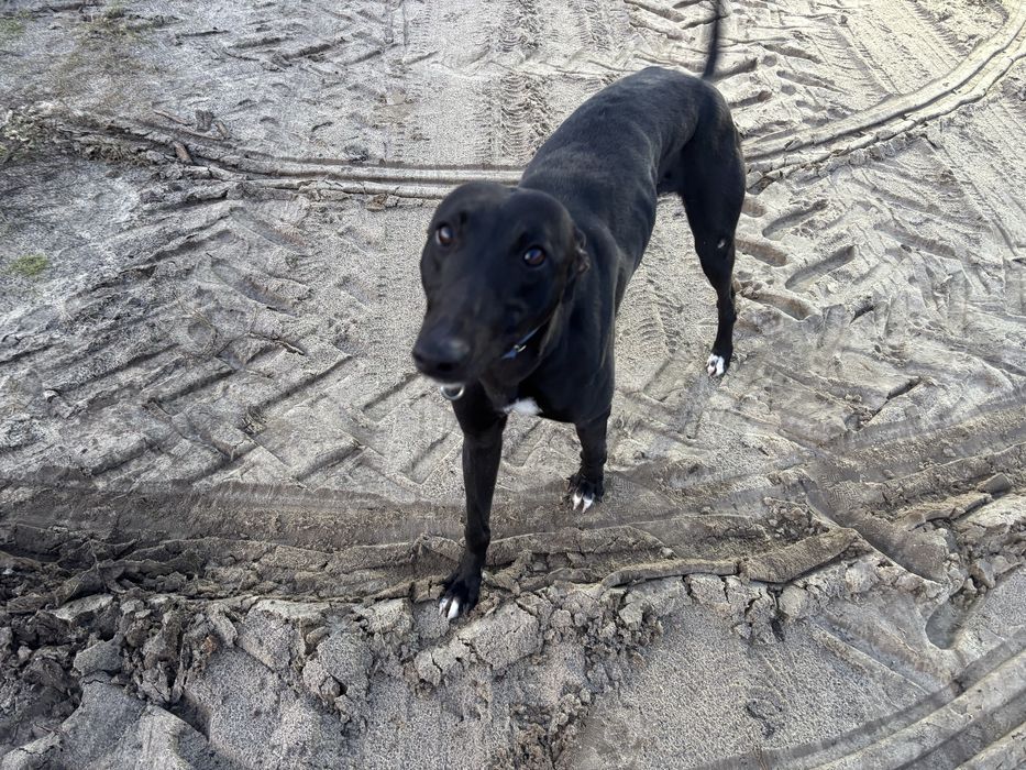 Pies harta szuka domu