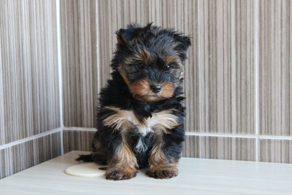 Продам дівчинку та хлопчика Йорків