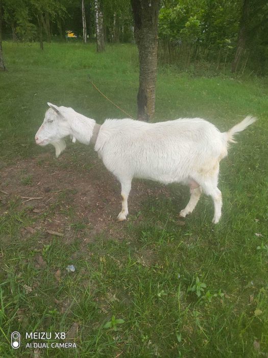 Продаю козу і козлика