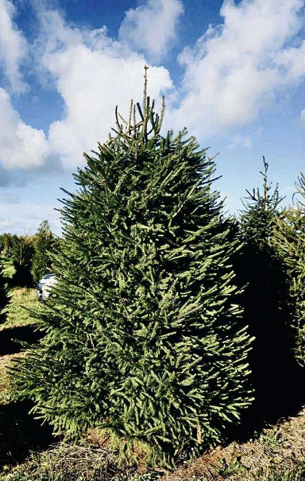 Swierk pospolity formowany 1.80-2.50 jodla kaukaska choinki