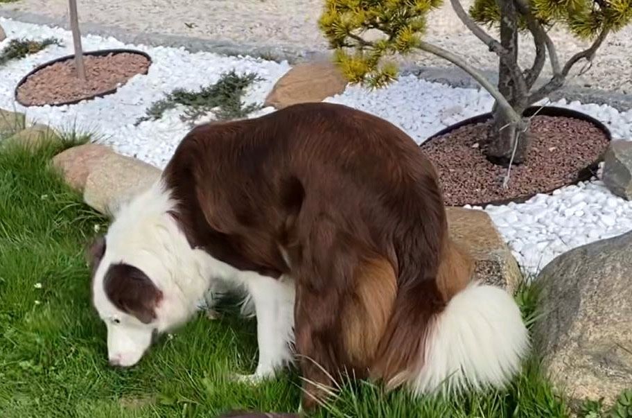 Piesek Border Collie FCI, ZKwP