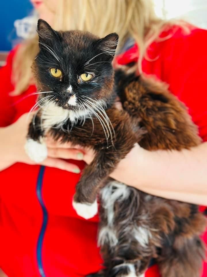 Wiewiór - PILNIE DO ADOPCJI - kot z białaczką.