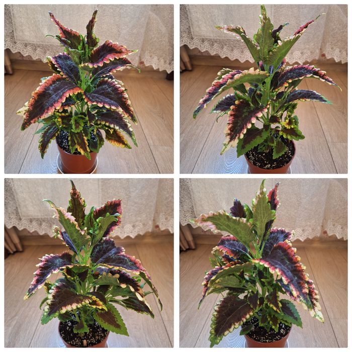 Колеус ,гастерия, сансевиерия , филодендрон