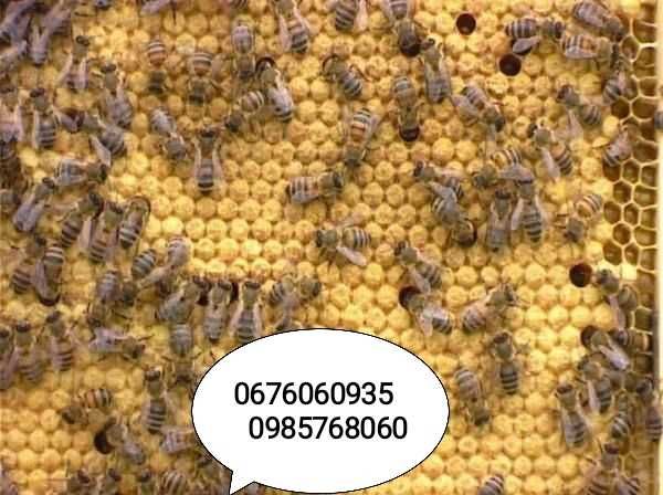 Продам сім" ї  бджіл