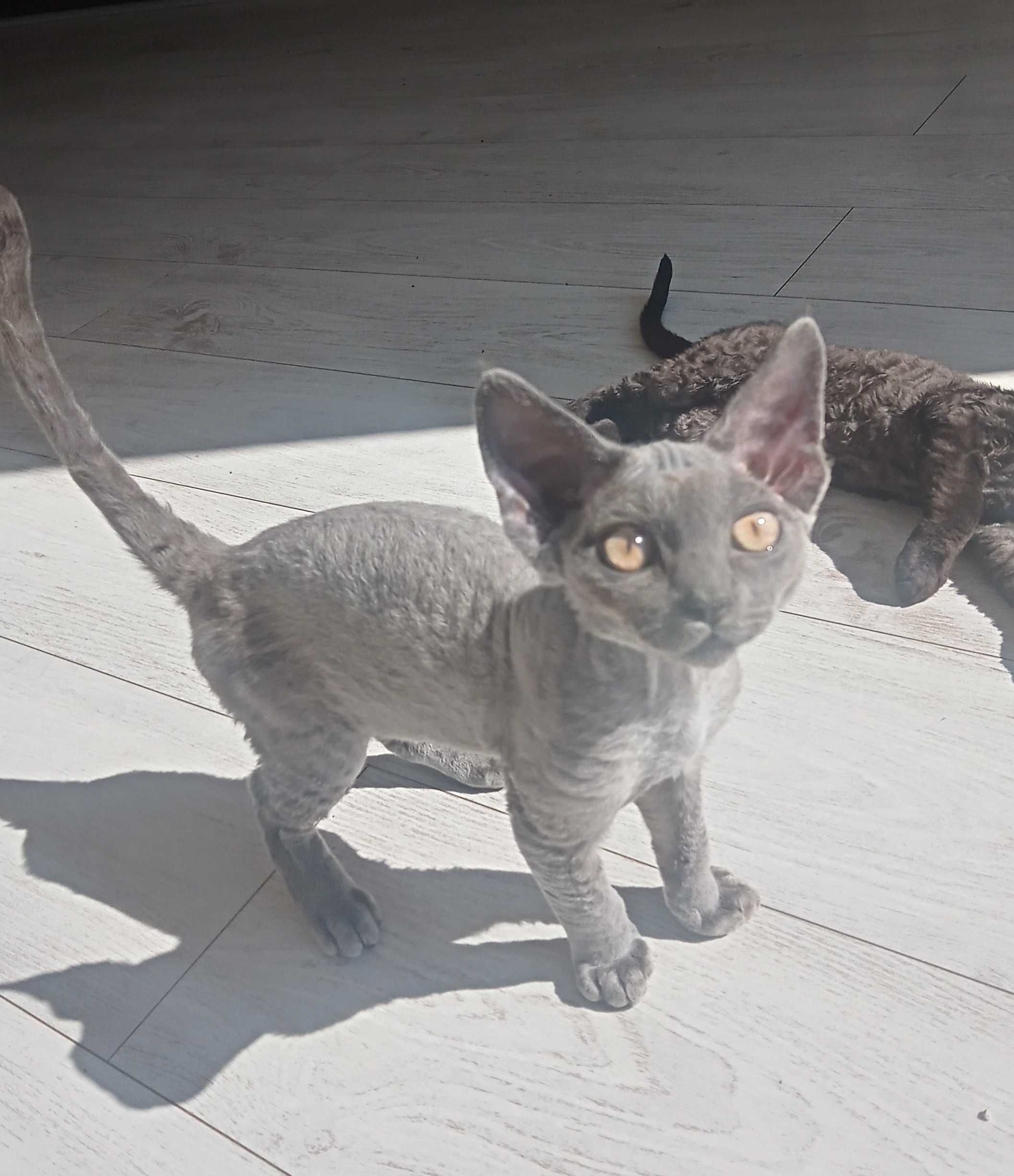 Gotowy do odbioru Devon rex niebieski kocurek