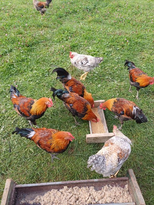 Sprzedam kogutki zielononóżki i green shell