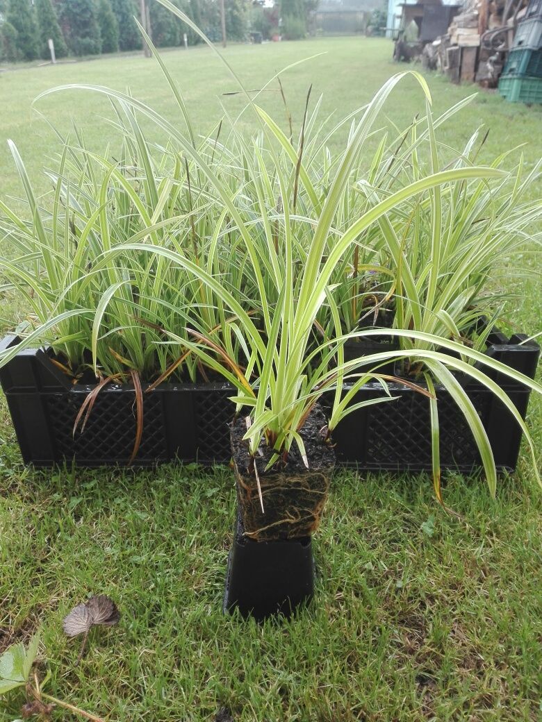 Sprzedam  carex variegata