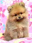 Szpic Miniaturowy Pomeranian śliczny piesek Codi ZKwP FCI