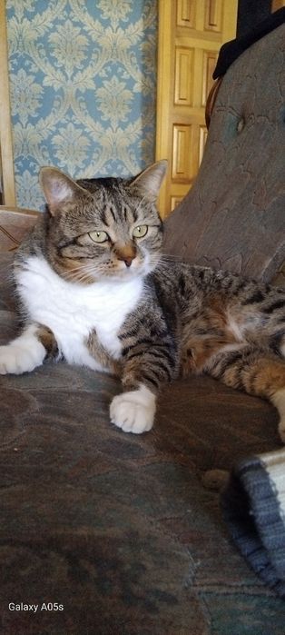 Пропал КОТ чипированный