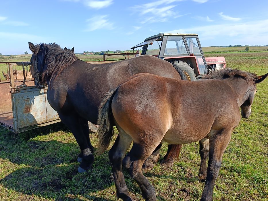Sprzedam klacz karą, zimnokrwistą Ur.2017.