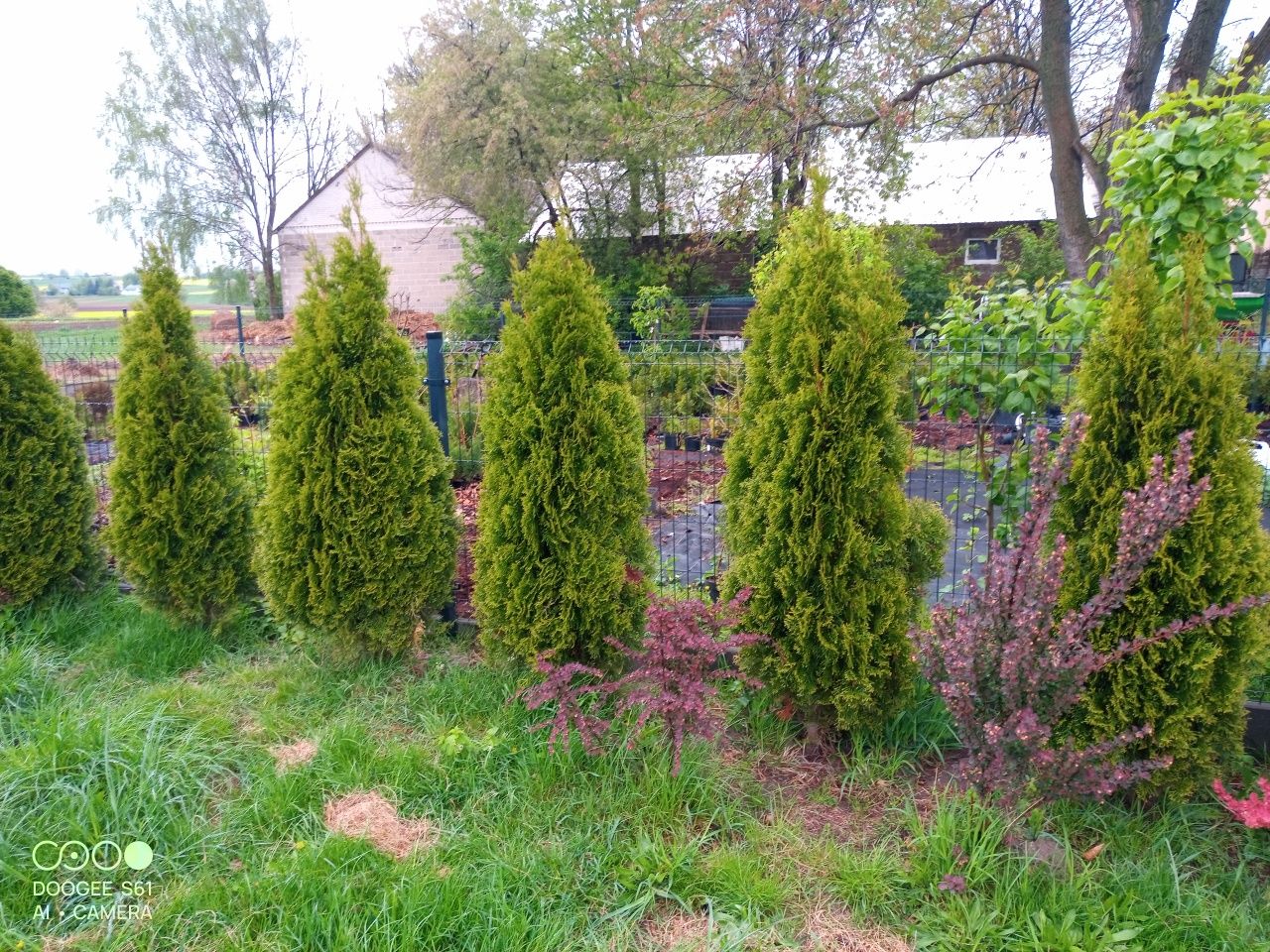 Thuja szmaragd 170cm