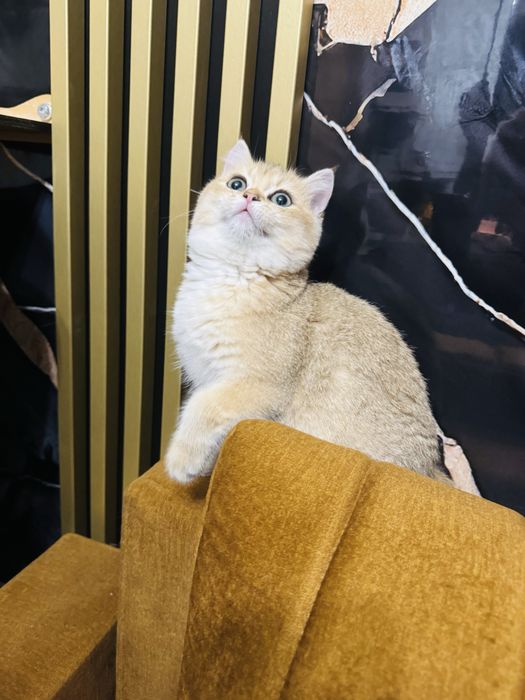 kocur brytyjski zloty   FPL gotowy na zmiane domu