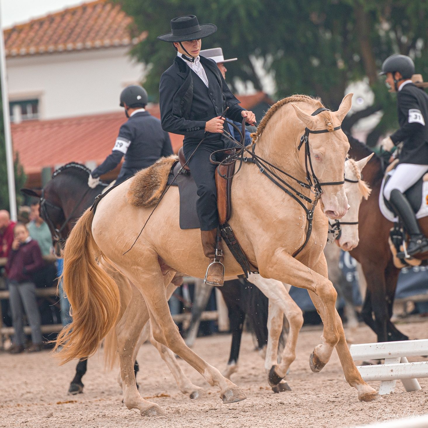 Cobrições de garanhões Lusitanos