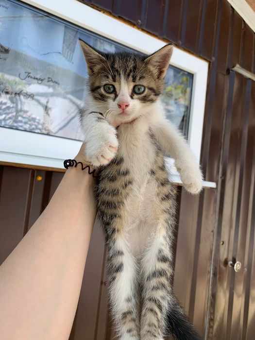 Отдам котика в добрые руки