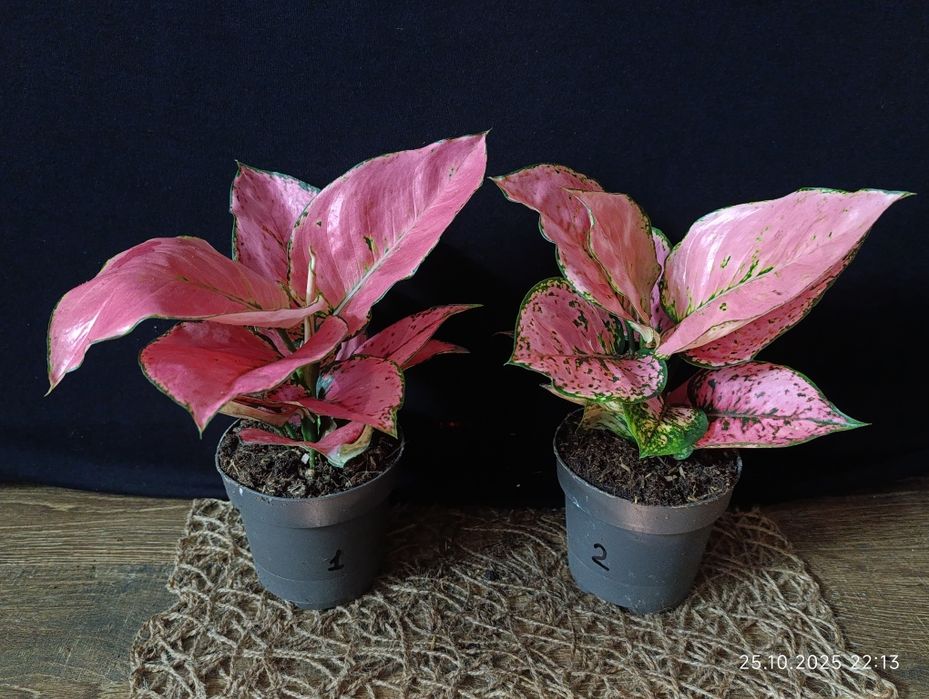 Аглаонема "Расбері Лав" (Aglaonema 'Raspberry Love')