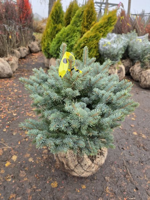 Сосна, ялина, туя, ялівець  та ін.