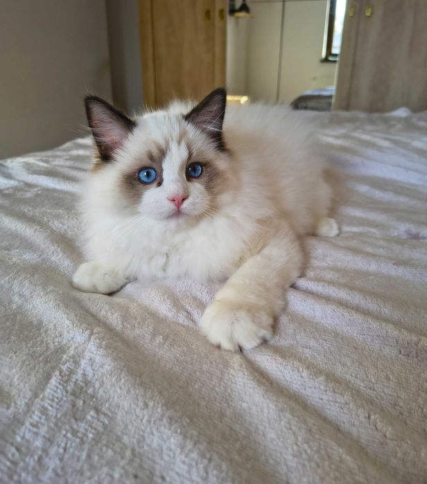 Uroczy kocurek jak miś przytulanka