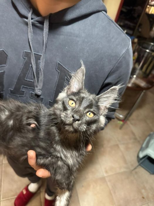 Мейн-Кун малыши готовы к бронированию