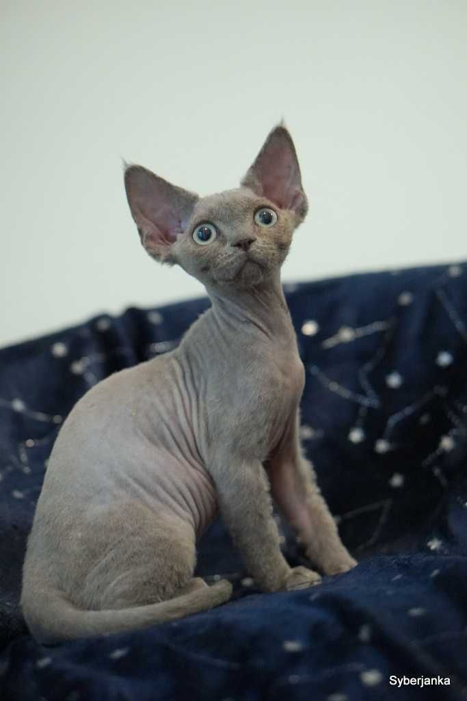 koteczka devon rex