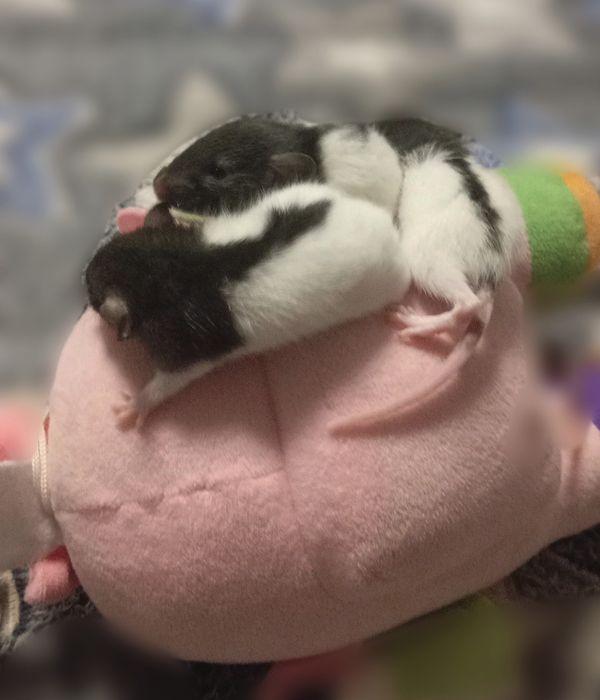 Королівські крисенятка Дамбо