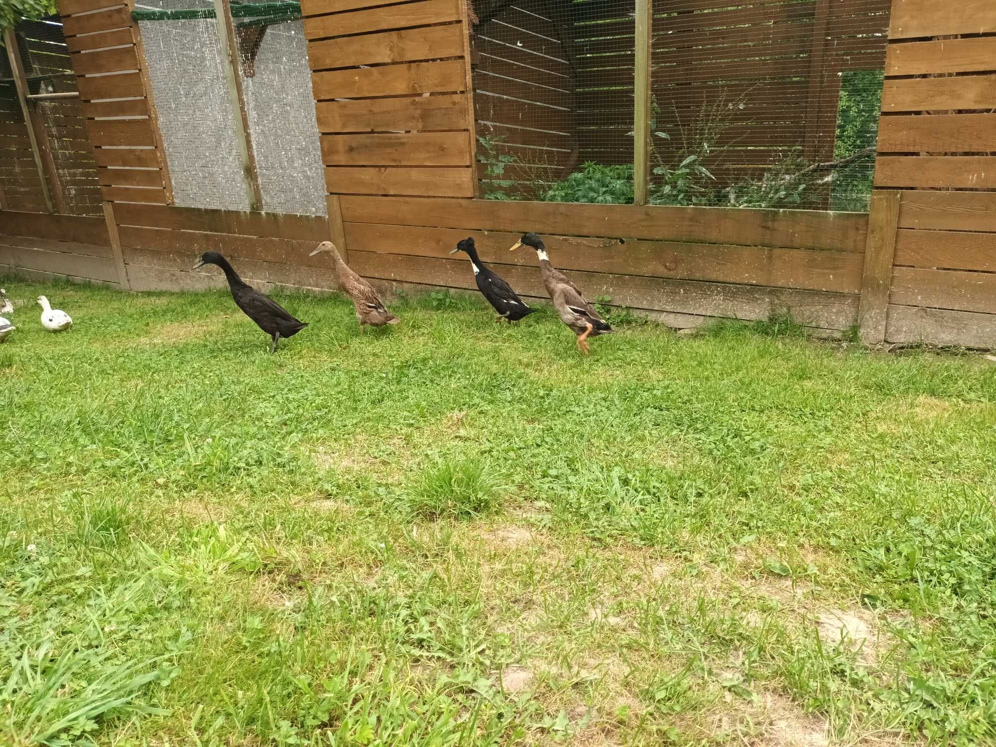 Młode biegusy indyjskie,  na ślimaki, ciche samce