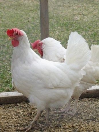 Куры несушки Леггорн Ломан Браун Бройлеры доставка цыплята курочки