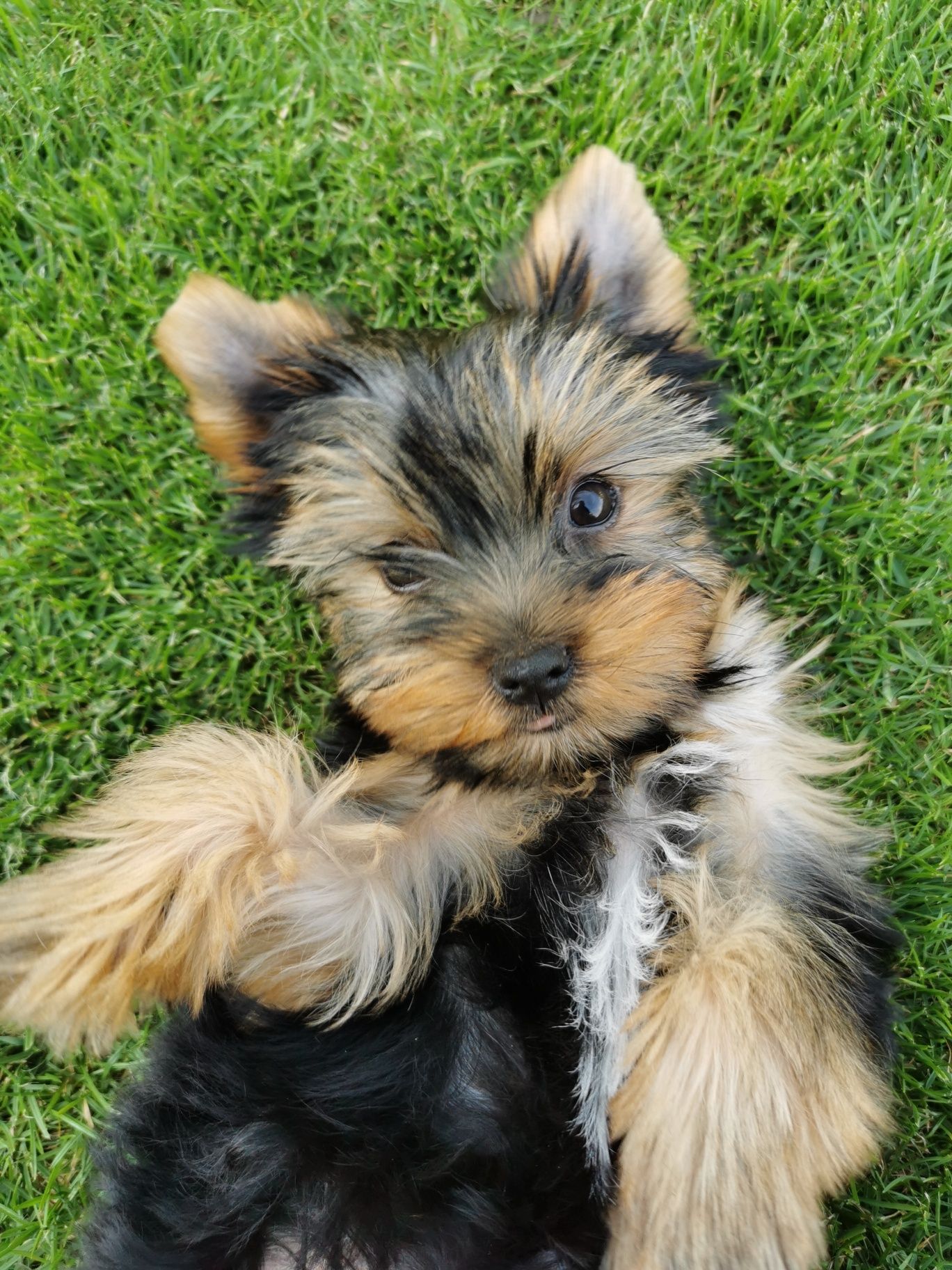 Yorkshire terrier piesek
